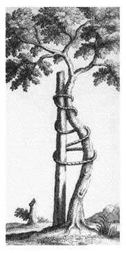 Crooked_Tree_AAOS_Symbol